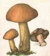 http://mushroomer.info/wp-content/uploads/2009/08/maslenok_zhel_bur-150x150.jpg